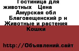Гостиница для животных › Цена ­ 1 500 - Амурская обл., Благовещенский р-н Животные и растения » Кошки   